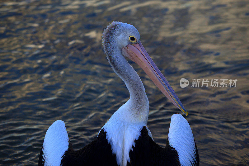 鹈鹕(Pelecanus conspicillatus)